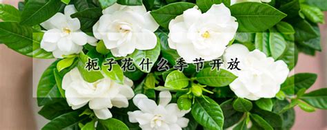 枙子花